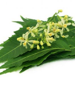 neem-leaves-flowers