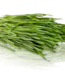 iarba-de-grau-ecologic-wheatgrass