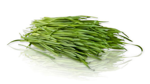 iarba-de-grau-ecologic-wheatgrass